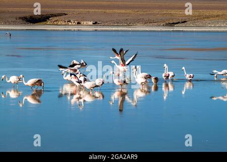 Im Laguna Collpa See im Reserva Nacional de Fauna Andina Eduardo Avaroa Schutzgebiet, Bolivien, leben viele Flamingos Stockfoto