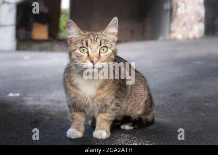 Obdachlose, gestromte Katze auf der Straße Stockfoto
