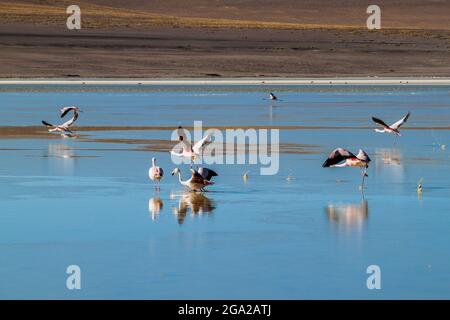 Im Laguna Collpa See im Reserva Nacional de Fauna Andina Eduardo Avaroa Schutzgebiet, Bolivien, leben viele Flamingos Stockfoto