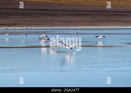 Im Laguna Collpa See im Reserva Nacional de Fauna Andina Eduardo Avaroa Schutzgebiet, Bolivien, leben viele Flamingos Stockfoto