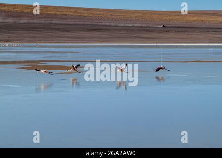 Im Laguna Collpa See im Reserva Nacional de Fauna Andina Eduardo Avaroa Schutzgebiet, Bolivien, leben viele Flamingos Stockfoto