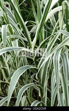 Die bunten Blätter von Arundo Donax versicolor. Stockfoto