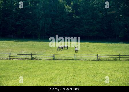 Kleine Gruppe von Pferden (polnischer Konik), die auf frischer, grüner Wiese grasen. Wald im Hintergrund. Schöner, sonniger Tag. Florianka, Roztocze, Polen. Stockfoto