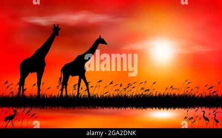 Silhouetten von Giraffen auf dem Hintergrund des Sonnenuntergangs. Giraffen auf dem Hintergrund des Sonnenuntergangs am See. Stock Vektor