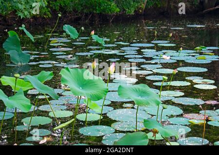 Seerosenpads und Lotusblumen in Hülle und Fülle in einem schattigen Teil eines East Brunswick, New Jersey, See -07 Stockfoto