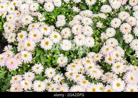 Weiß und rosa Chrysantheme x morifolium . Stockfoto