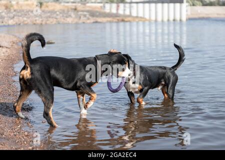 Aktive Hunde von entlebucher sennenhund brüten im Wasser mit Puller Stockfoto