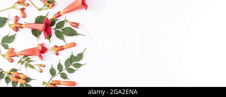 Schöne rote Blüten und Knospen mit grünen Blättern von kriechenden Campsis radicans isoliert auf weißem Hintergrund. Sommerliches Muster. Banner. Flach liegend. Kopieren Sie den SPAC Stockfoto