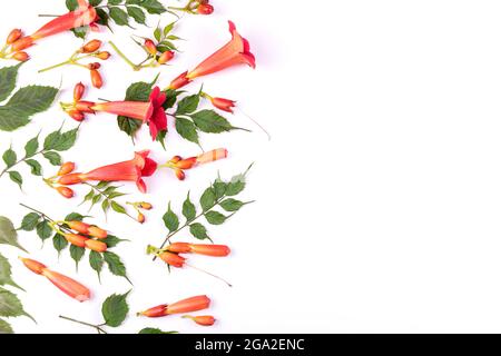 Schöne rote Blüten und Knospen mit grünen Blättern von kriechenden Campsis radicans isoliert auf weißem Hintergrund. Sommerliches Muster. Flach liegend. Speicherplatz kopieren. Schließen Stockfoto