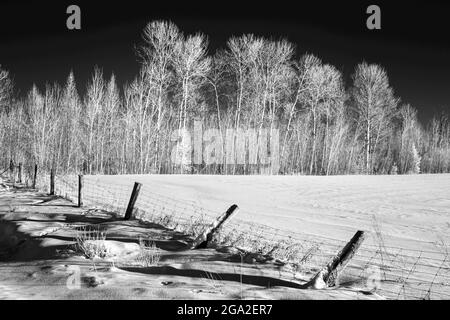 Winterbäume im Infrarot fotografiert; Ontario, Kanada Stockfoto