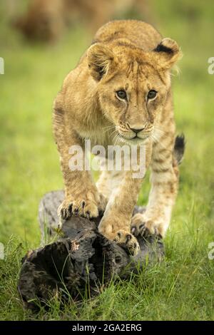 Das Löwenjunge (Panthera leo leo) balanciert auf einem toten Balken und starrt auf die Kamera zu. Es hat hellbraunes Fell und schwache Streifen an den Hinterbeinen, Kicheche... Stockfoto
