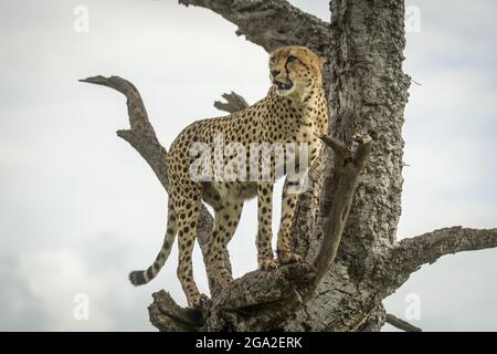 Cheetah (Acinonyx jubatus) steht mit offenem Mund im Baum drehenden Kopf, Maasai Mara National Reserve; Narok, Masai Mara, Kenia Stockfoto