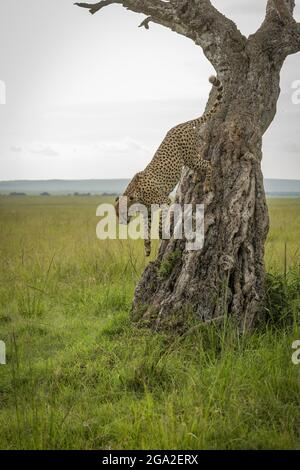 Cheetah (Acinonyx jubatus) springt vom Baum im Grasland, Maasai Mara National Reserve; Narok, Masai Mara, Kenia Stockfoto