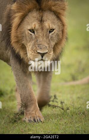 Nahaufnahme eines Löwen (Panthera leo leo), der Gras überquert und nach unten blickt, Maasai Mara National Reserve; Narok, Masai Mara, Kenia Stockfoto