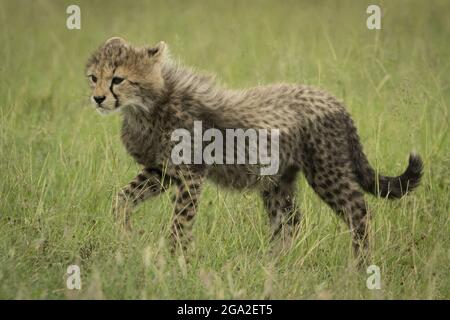 Das junge Geparden (Acinonyx jubatus) geht auf Grashalmen, Maasai Mara National Reserve; Narok, Masai Mara, Kenia Stockfoto