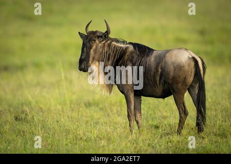 Blauer Gnus (Connochaetes taurinus) steht im Gras und hat die Kamera vor Augen, Kicheche Bush Camp, Maasai Mara National Reserve; Narok, Masai Mara, Kenia Stockfoto