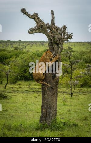 Löwenjunge (Panthera leo leo) klettert auf Baumstamm in der Savanne, Maasai Mara National Reserve; Narok, Masai Mara, Kenia Stockfoto