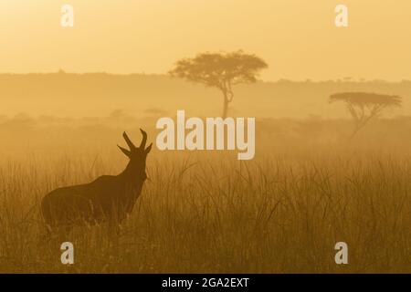 Topi (Damaliscus lunatus jimela) steht mit Bäumen in der Ferne bei Sonnenaufgang, Maasai Mara National Reserve; Narok, Masai Mara, Kenia Stockfoto