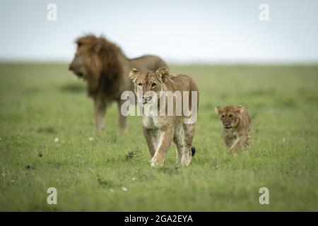 Löwin und Löwenjunge (Panthera leo leo) gehen weg vom Männchen, Maasai Mara National Reserve; Narok, Masai Mara, Kenia Stockfoto