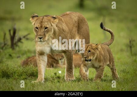 Löwin und Löwenjunge (Panthera leo leo) wandern gemeinsam auf der Savanne, dem Maasai Mara National Reserve; Narok, Masai Mara, Kenia Stockfoto