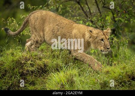 Das Löwenjunge (Panther leo leo) stielt am Busch vorbei und starrt vor dem Maasai Mara National Reserve; Narok, Masai Mara, Kenia Stockfoto