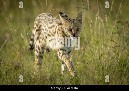 Serval (Leptailurus serval) spaziert durch lange Gras leckende Nase, Maasai Mara National Reserve; Narok, Masai Mara, Kenia Stockfoto