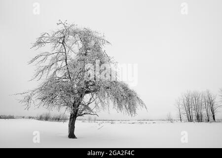 Frostige Bäume im Winter; Thunder Bay, Ontario, Kanada Stockfoto