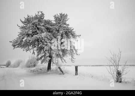 Frostige Bäume im Winter; Thunder Bay, Ontario, Kanada Stockfoto