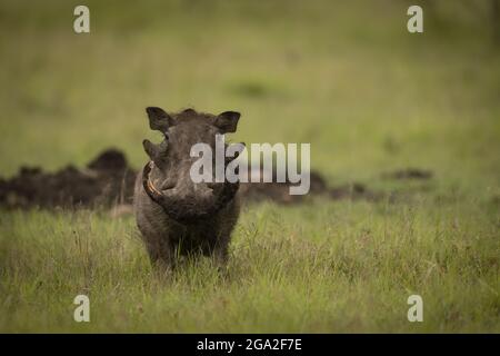 Gewöhnlicher Warzenschwein (Phacochoerus africanus) steht im Gras gegenüber der Kamera, Maasai Mara National Reserve; Narok, Masai Mara, Kenia Stockfoto