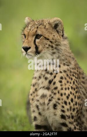 Cheetah-Junge (Acinonyx jubatus) sitzt im Gras nach links, Maasai Mara National Reserve; Narok, Masai Mara, Kenia Stockfoto