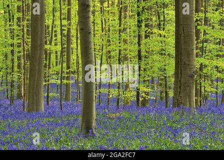 Bluebell blüht (Hyacinthoides non-scripta) Teppich Hartholz Buche Wald im frühen Frühjahr Stockfoto