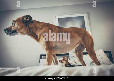 Zwei Hunde auf einem Bett blicken von der Kamera weg Stockfoto