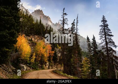 Herbstfarben entlang der Old Fall River Road in den Rocky Mountains, Rocky Mountain National Park; Colorado, USA Stockfoto