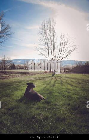 Gray Pitt Bull legt sich entspannt auf Gras; Reno, Nevada, Vereinigte Staaten von Amerika Stockfoto