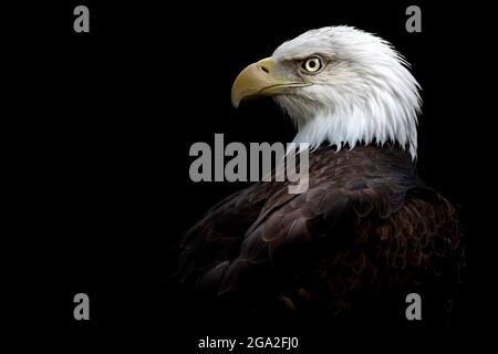 Seitenportrait eines Weißkopfadlers (Haliaeetus leucocephalus) auf schwarzem Hintergrund; Nebraska, USA Stockfoto