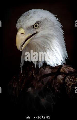 Porträt eines Seitenprofils eines Weißkopfadlers (Haliaeetus leucocephalus) auf schwarzem Hintergrund; Nebraska, Vereinigte Staaten von Amerika Stockfoto