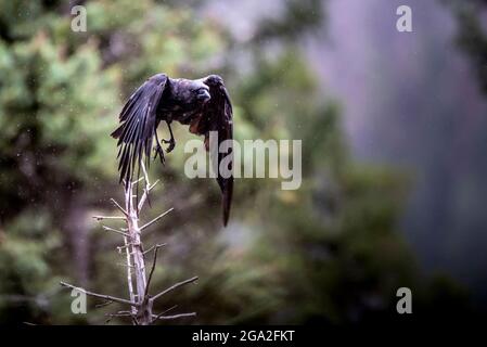 Gewöhnlicher Rabe (Corvus corax), der bei einem Regenfall in den Rocky Mountains von einem toten Baum abbricht; Colorado, Vereinigte Staaten von Amerika Stockfoto