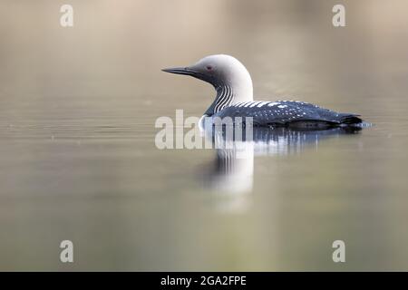 Pacific Loon (Gavia pacifica) schwimmend in einem See in der Nähe von Whitehorse; Yukon, Kanada Stockfoto