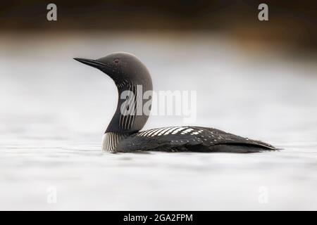 Pacific Loon (Gavia pacifica) schwimmend in einem See in der Nähe von Whitehorse; Yukon, Kanada Stockfoto