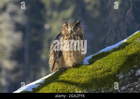 Eurasische Adlereule (Bubo bubo) im Winter, Böhmerwald; Tschechische Republik Stockfoto