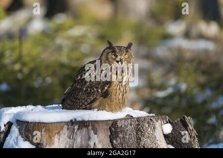 Eurasische Adlereule (Bubo bubo) auf einem verschneiten Baumstumpf im Winter, Böhmerwald; Tschechische Republik Stockfoto