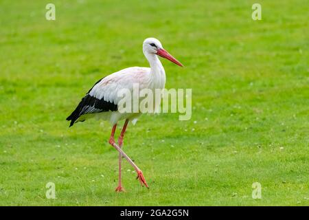 Weißstorch, Ciconia ciconia auf dem Gras stehend, schöner Vogel Stockfoto