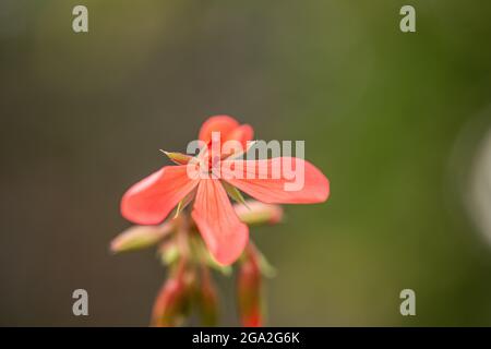 Rote Orchidee blüht im Spätsommer. Stockfoto