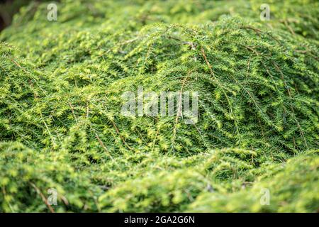 Tsuga canadensis auch als kanadische Hemlock bekannt Stockfoto