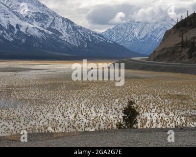 Spärliche Vegetation, die aus dem ausgetrockneten Teil des Kluane Lake entlang des Alaska Highway, im traditionellen Gebiet des Champag... Stockfoto