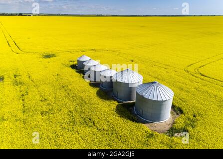 Luftaufnahme einer Reihe großer Metallkornbehälter in der Mitte eines blühenden Rapsfeldes mit blauem Himmel; östlich von Calgary, Alberta, Kanada Stockfoto