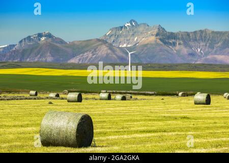 Runde große Heuballen auf einem Feld mit blühenden Rapskulturen und einer Windturbine im Hintergrund und am Horizont die Rocky Mountains... Stockfoto