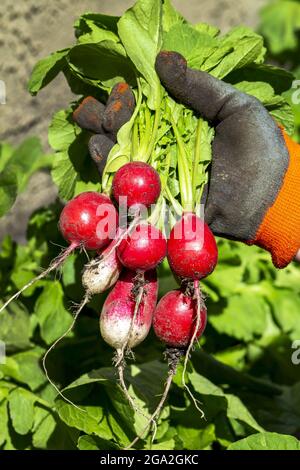 Nahaufnahme einer weiblichen Hand, die einen Gartenhandschuh trägt und einen Strauß Radieschen (Raphanus sativus) hält, die frisch aus dem Garten gepflückt wurden Stockfoto