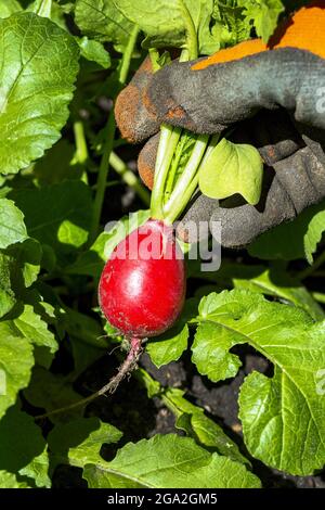 Nahaufnahme einer weiblichen Hand, die einen Gartenhandschuh mit einem einzigen Rettich (Raphanus sativus) trägt, der frisch aus dem Garten gepflückt wurde; Calgary, Alberta, Kanada Stockfoto