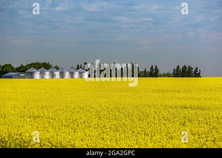 Eine Reihe von glänzenden großen Metallkörnern in einem blühenden Rapsfeld mit einer Reihe von Bäumen im Hintergrund und einem grau bewölkten Himmel an einem sonnigen Tag Stockfoto